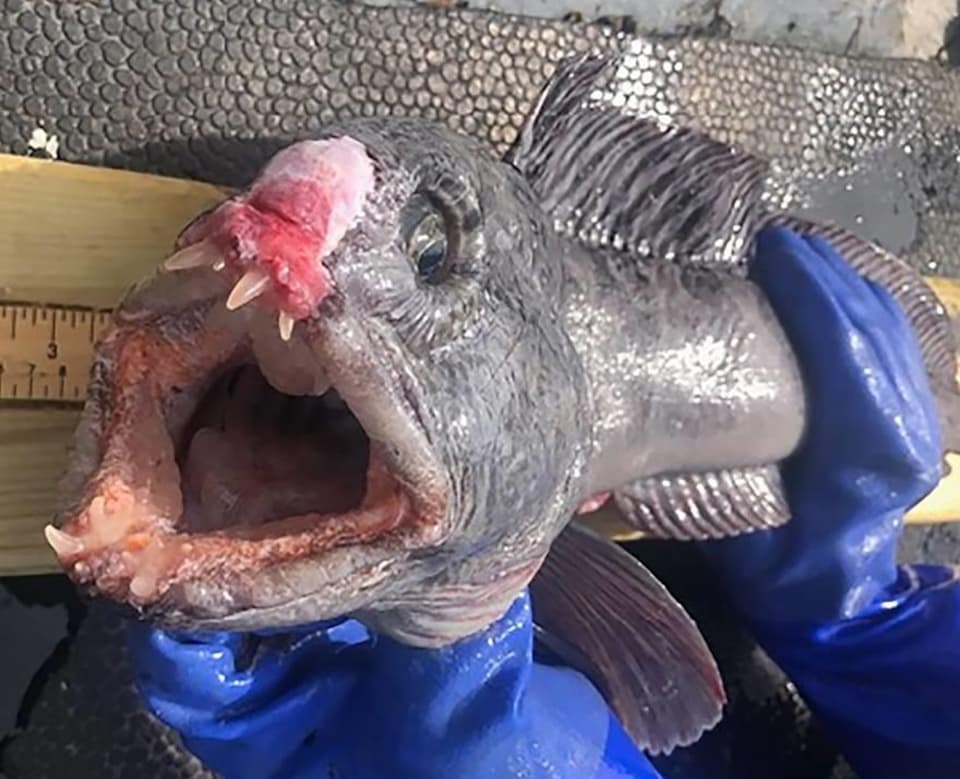 Un poisson mort portant des marques de blessure causées par un casier à homard abandonné.