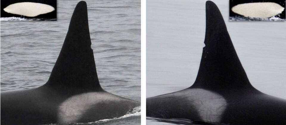 Deux images d'une nageoire dorsale appartenant à un même épaulard. 