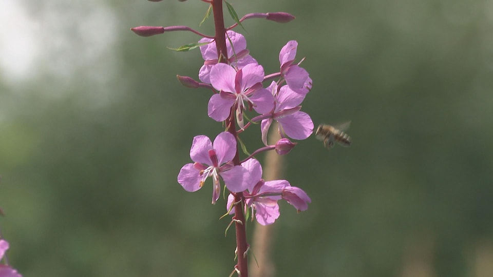 Une abeille pollinise un épilobe.