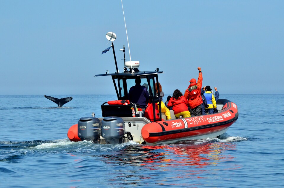  Les Entreprises Essipit proposent des croisières aux baleines dans l’estuaire du Saint-Laurent. 
