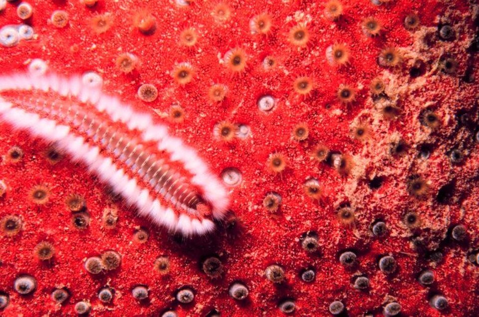 Un ver muni de soies devant un corail.
