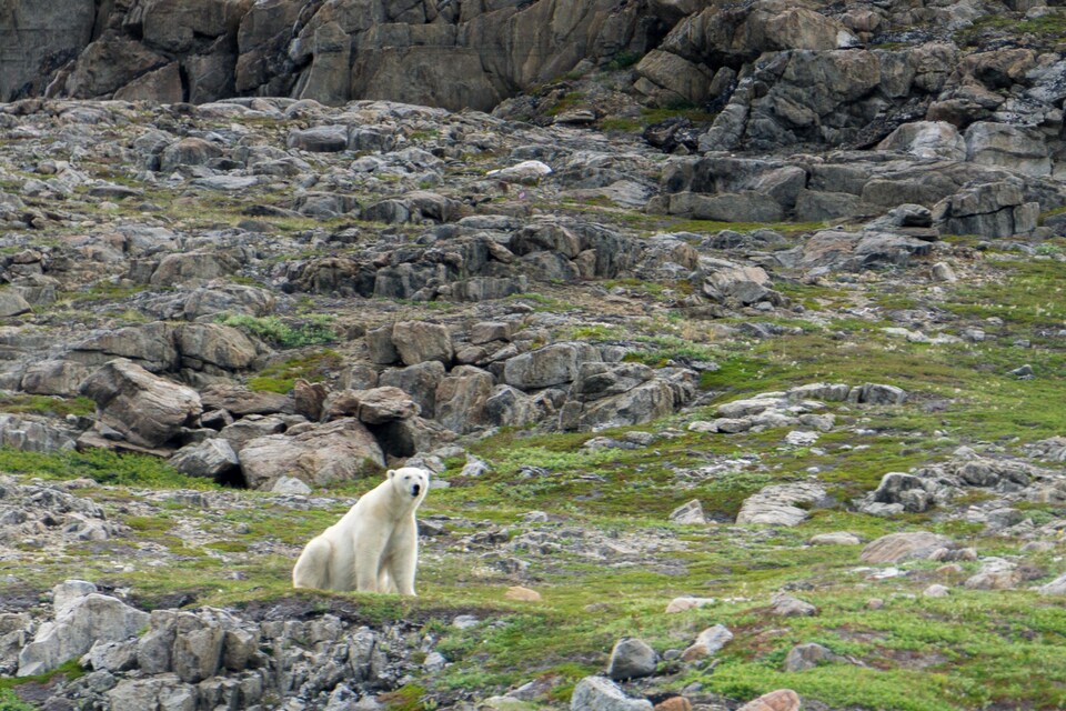 Pendant leur périple, les aventuriers ont croisé une dizaine d'ours polaires. L'équipe a installé une clôture autour de leur campement pour éviter une visite surprise.