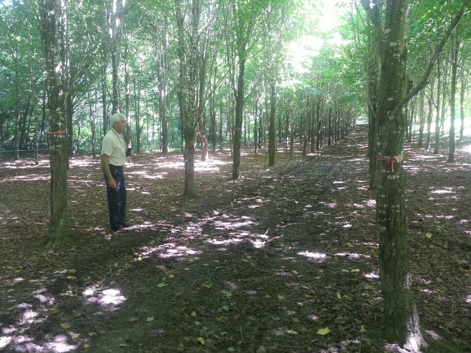 L'acériculteur Marcel Faucher marche en été dans sa plantation d'érables maintenant âgée de 25 ans. Sous le couvert des feuilles et muni de jumelles, il tend l'oreille aux chants des oiseaux.
