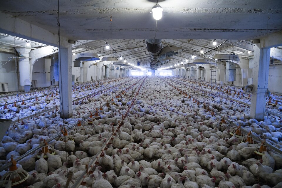 Des milliers de poulets dans une immense pièce.