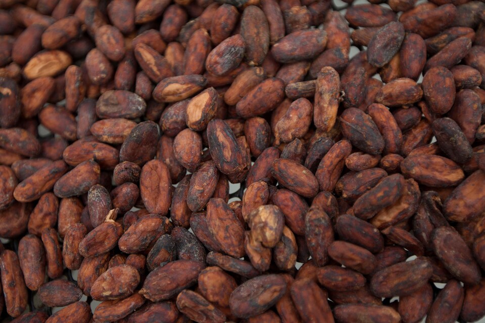 Fèves de cacao