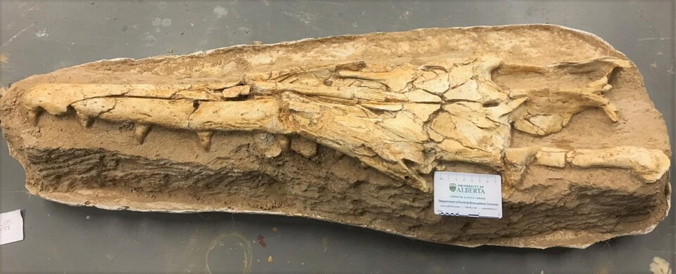 Une chercheuse albertaine découvre un ancien lézard qui avait de quoi ...