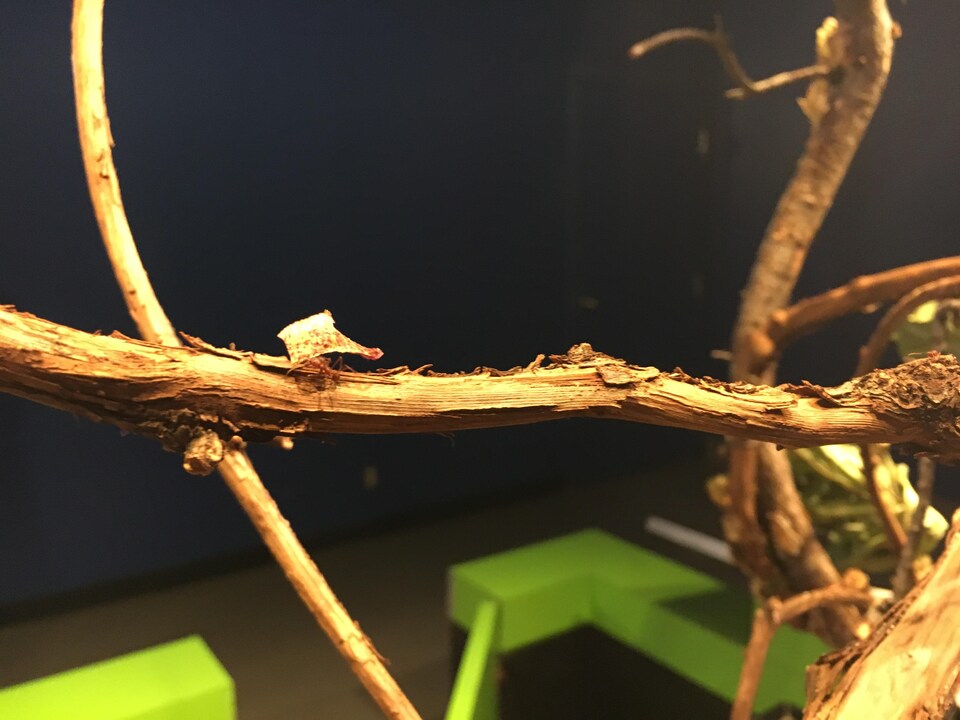 Une fourmi sur une branche.