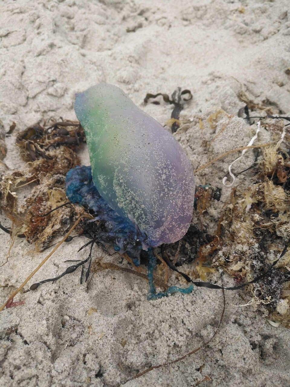 Une galère portugaise, créature marine venimeuse en forme de bulle bleue.