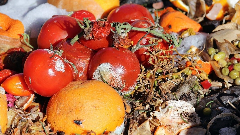 À l’échelle mondiale, environ le tiers des aliments destinés à la consommation humaine sont gaspillés. En prolongeant la durée de conservation des aliments, l’emballage actif pourrait contribuer à régler le problème.