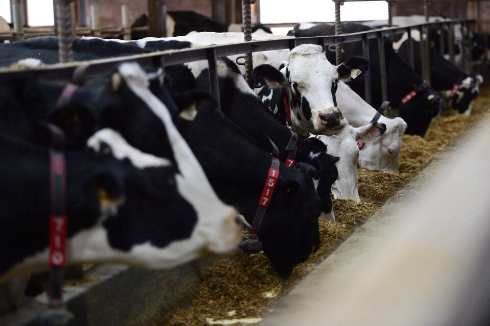 Des vaches dans une ferme laitière. 