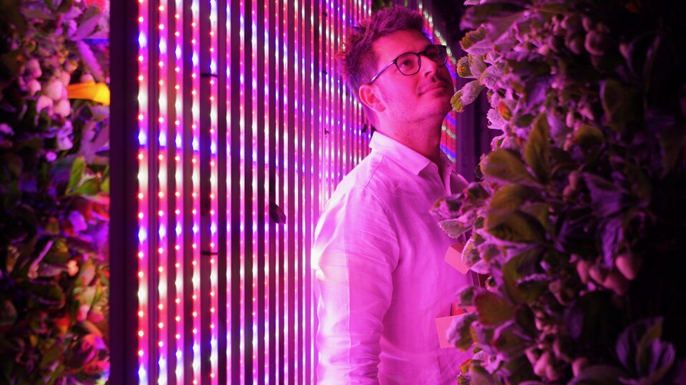 Georges Beaudoin se tient entre un mur de lumières leds multicolores et de plants de fraises verticaux.