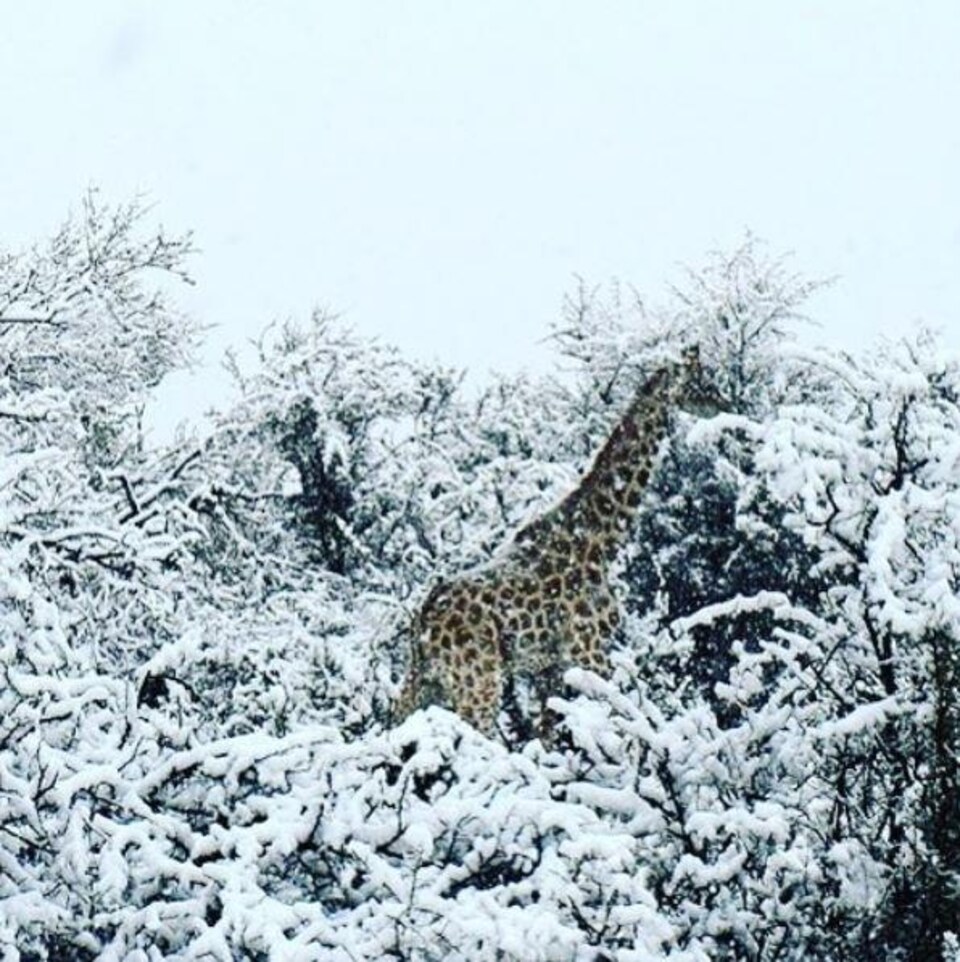 Une girafe se tient debout au milieu d'arbres enneigés. 