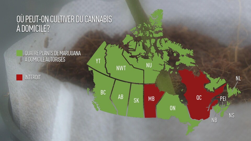 Un graphique montrant qu'au Canada seuls le Manitoba et le Québec interdisent la culture de quatre plants de marijuana à domicile.