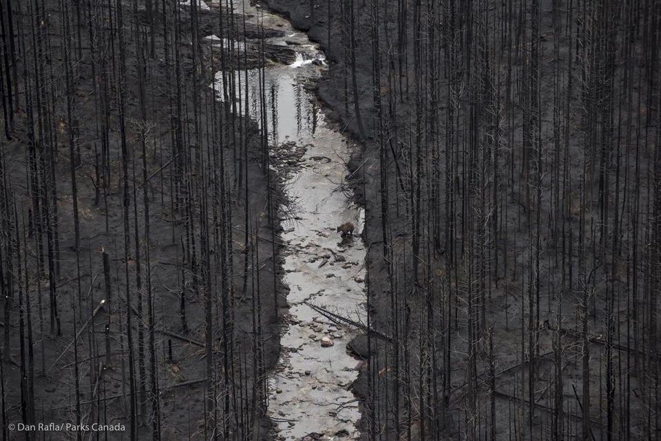 Un gros ours brun au milieu d'une rivière entouré de zones de forêt brûlées. 