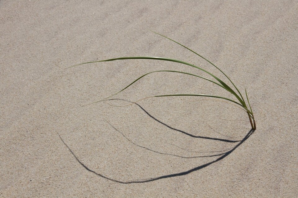 Une plante solitaire dans le sable.