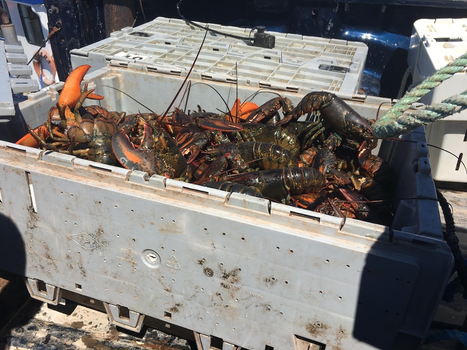 Les premiers homards de la saison dans le nord-est du Nouveau-Brunswick sont arrivés à quai lundi.