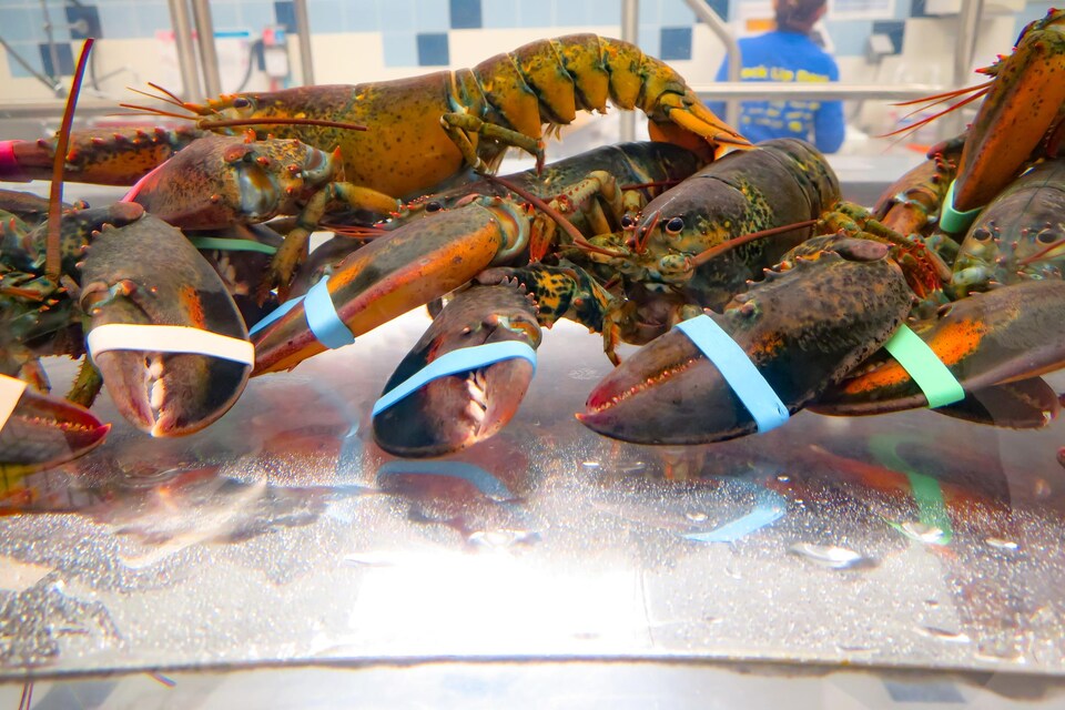Des homards vivants dans un aquarium.