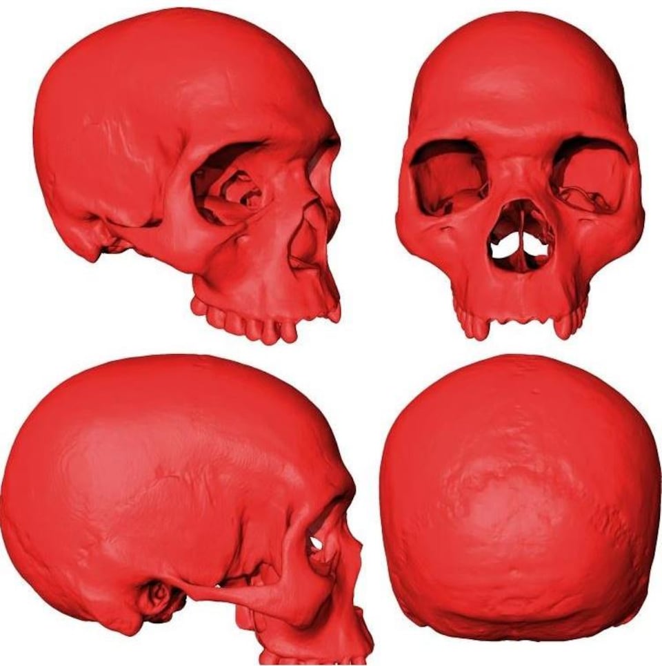 Illustration de l'apparence du crâne de l'Homo sapiens.