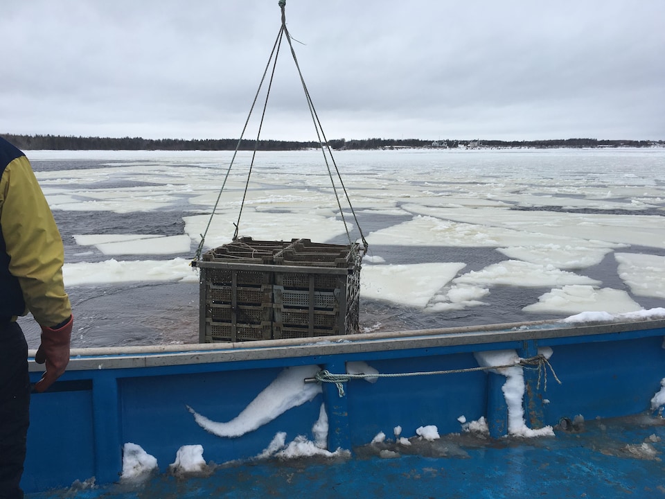Une caisse d'huîtres est pêchée sous l'eau glacée, en plein mois de janvier, à l'Île-du-Prince-Édouard.