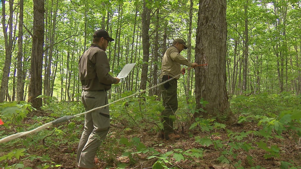 On voit deux hommes de profil qui font des relevés dans une forêt de feuillus.