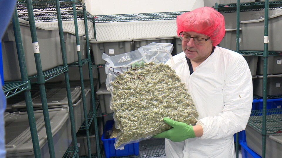 Un homme tient un kilogramme de cannabis dans un sac de plastique.