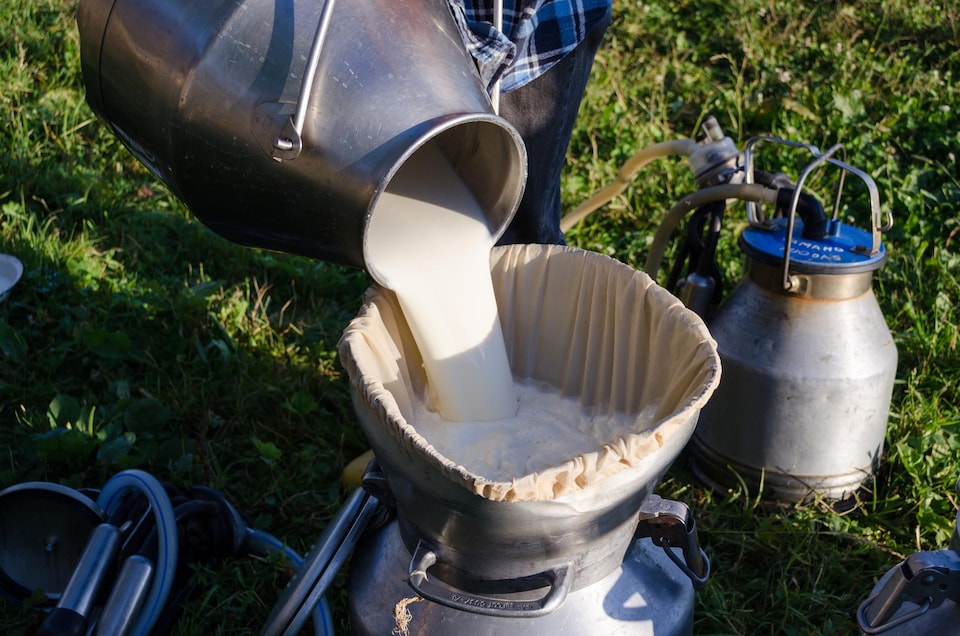 Un fermier verse du lait pour le filtrer dans un bidon