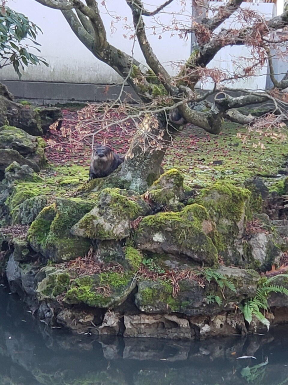 Une loutre est en partie dissimulée derrière un arbre au bord de l'étang.