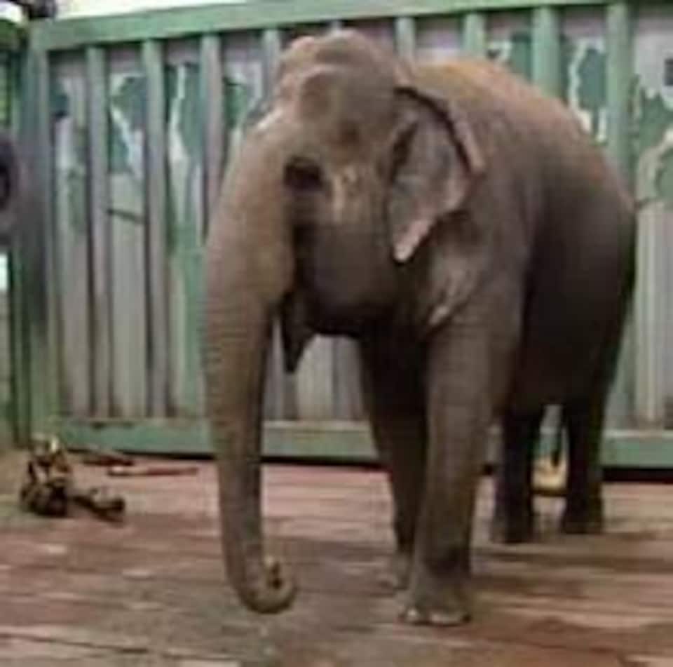 Lucy, l'éléphante du Edmonton Valley Zoo. 