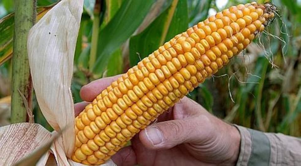 La totalité des champs de maïs du Québec sont traités avec des pesticides néonicotinoïdes.