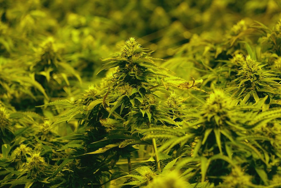 Des plantes de marijuana dans les installations d'Aurora Cannabis.