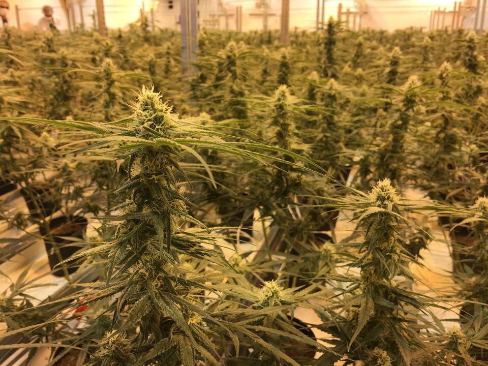 Photo de plants verts de cannabis dans une serre.