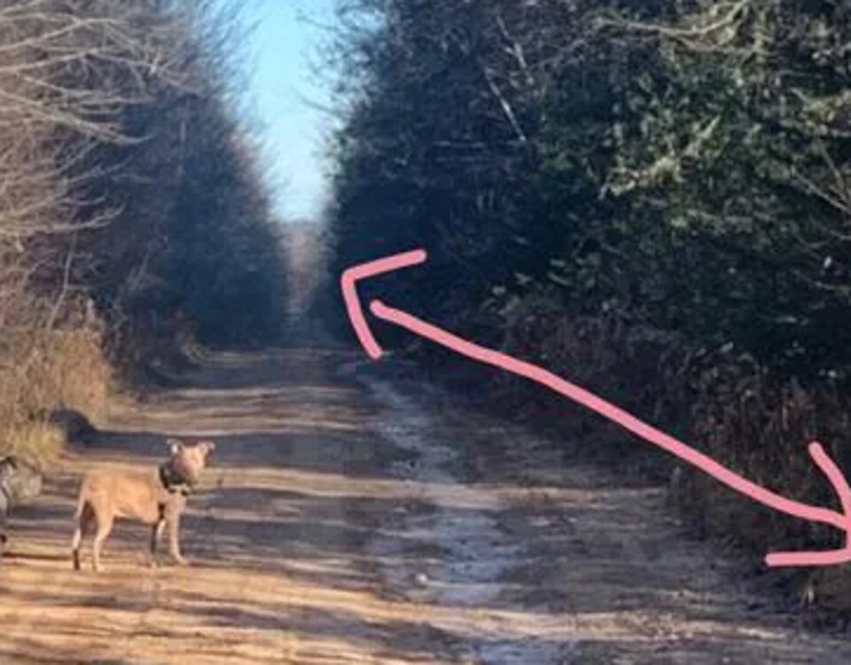 Deux chiens sont sur le chemin de terre dans un secteur boisé.
