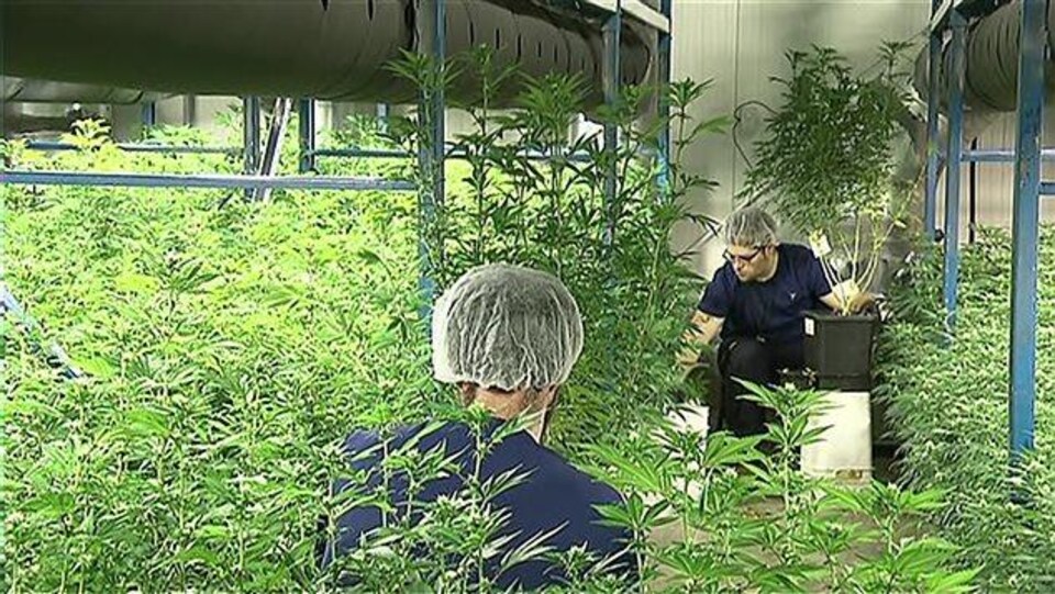 Deux travailleurs entourés de plants de marijuana