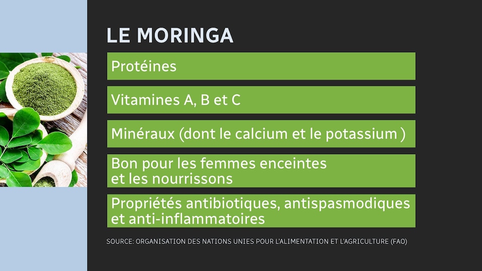 Un tableau donnant les propriétés du moringa : protéines, vitamines A, B et C, Minéraux (dont le calcium et le potassium), bon pour les femmes enceintes et les nourrissons, propriétés antibiotiques, antispasmodiques et anti-inflammatoires. Source des données: Organisation des Nations unies pour l'alimentation et l'agriculture (FAO).