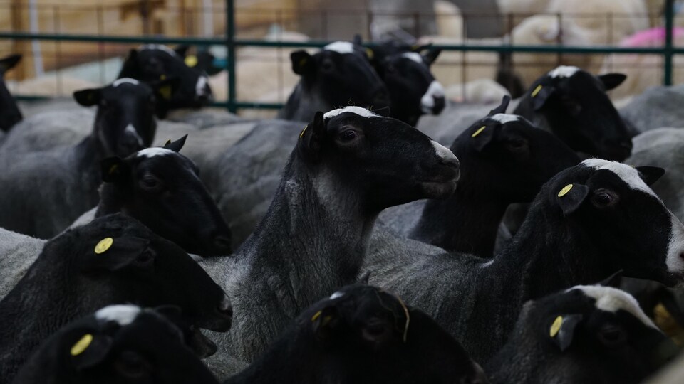 Un simulateur à la rescousse des producteurs d�agneaux