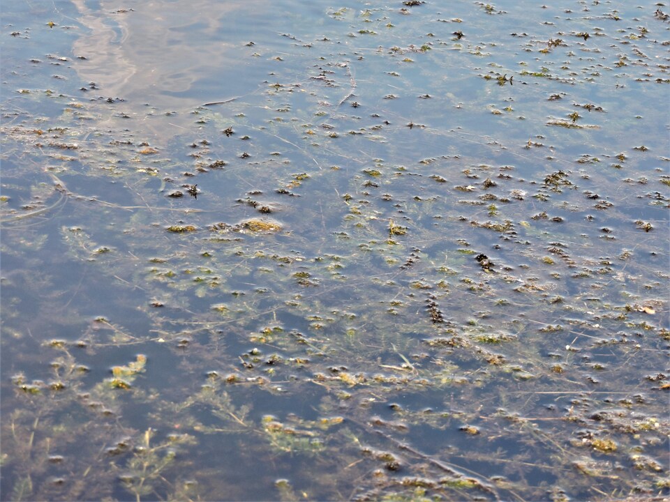 Des herbiers de myriophylle flottant sur le lac Boivin à Granby.