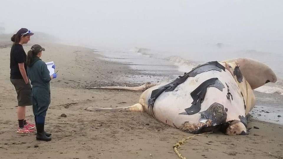 Cette baleine noire femelle, âgée de deux ans, est morte empêtrée dans de l'équipement de pêche.