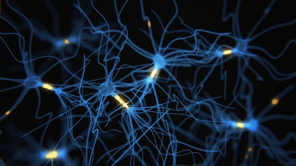 Visualisation d'axones reliant des neurones à l'intérieur du cerveau.
