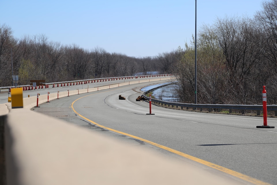 Des orignaux ont trouvé refuge sur un pont de l'autoroute Transcanadienne, près de Fredericton.