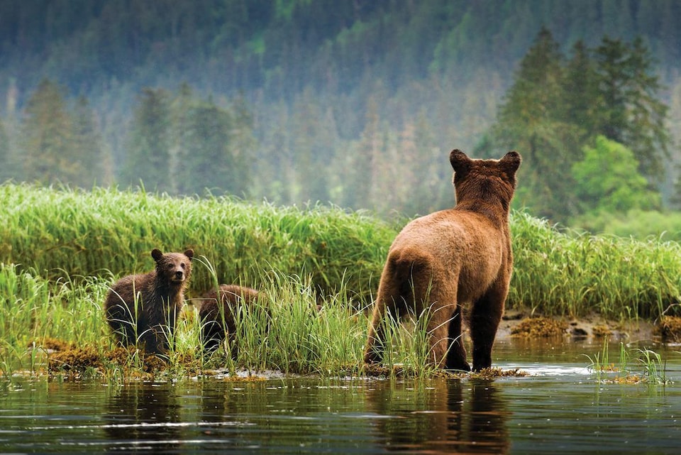 Deux jeunes oursons et un ours adulte debout dans l'eau dans une forêt. 