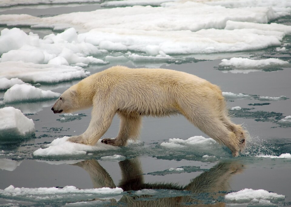 Un ours polaire bondit d'un morceau de glace à un autre dans l'Arctique