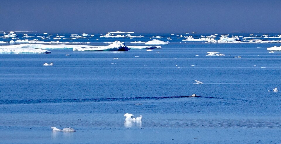 Un ours polaire nageant dans les eaux de l'Arctique