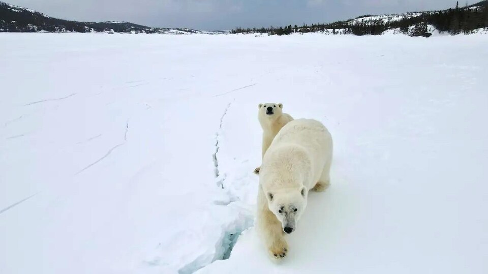 A bear and his cub.