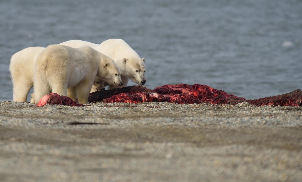 Trois ours polaires se nourrissent de la carcasse d'une baleine boréale.