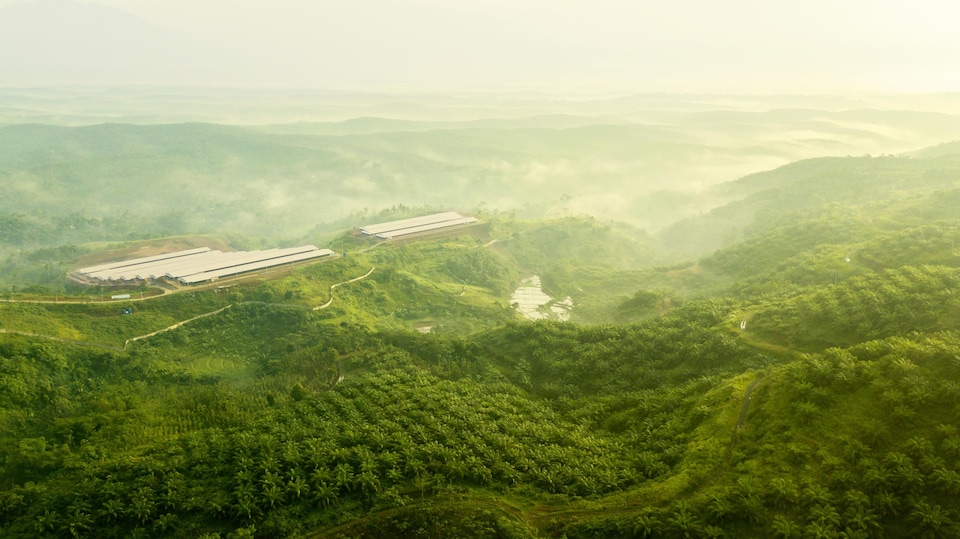 Une plantation de palmiers à huile et une usine de transformation situées à Sikidang, en Indonésie.