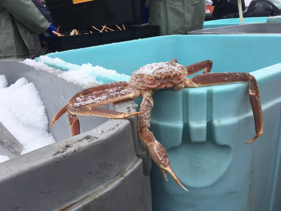 Premier débarquement de crabe des neiges