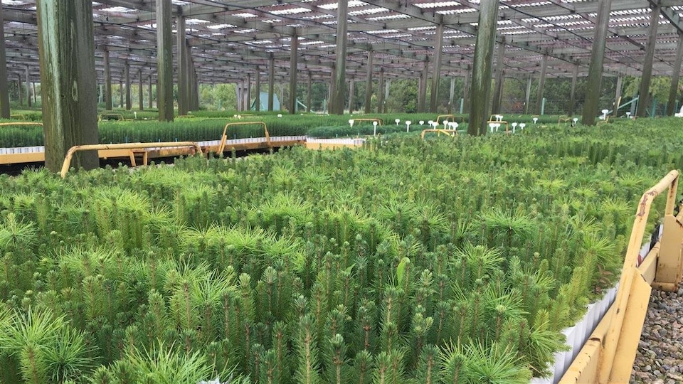 Des milliers de pousses d'arbres dans une pépinière 