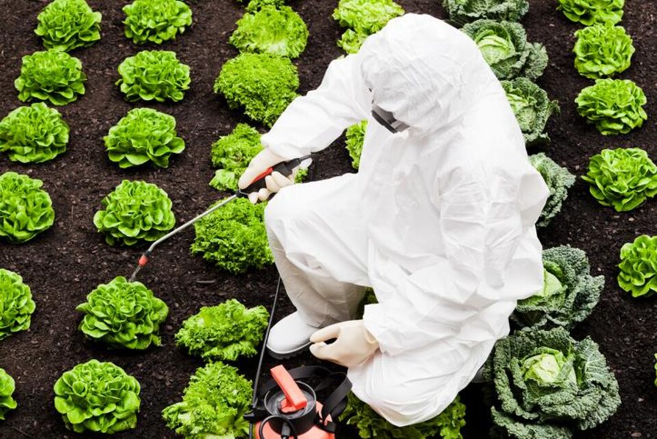 Traitement de légumes aux pesticides
