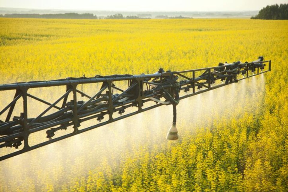 Épandage de pesticide sur un champ de canola.