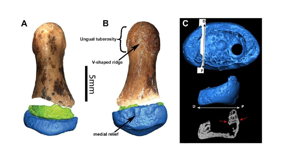 Un fragment de doigt qui rappelle celui d’Homo sapiens RadioCanada.ca